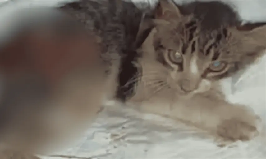 Es preocupante caso del gatito de la UJAT, pero no hay que criminalizar: Colegio de Abogados Tabasqueños