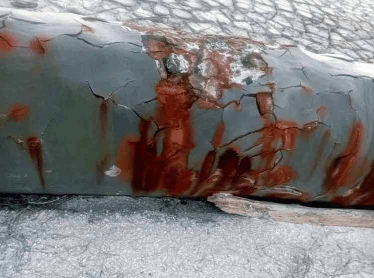 imagen-cuerpo imagen-cuerpo