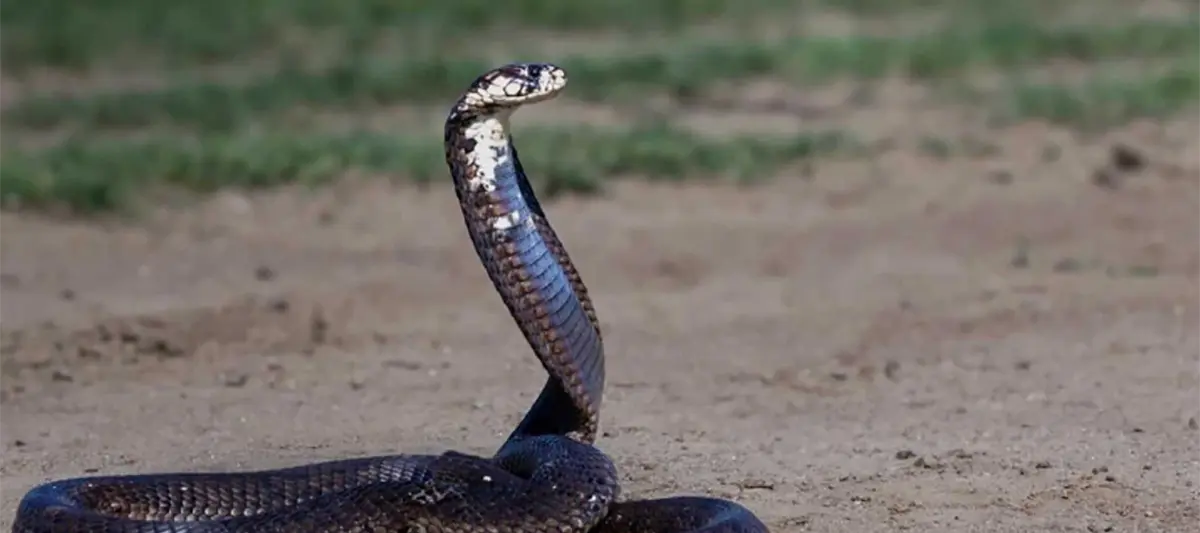 UNAM desarrolla antídoto contra mordeduras de las serpientes más letales de África