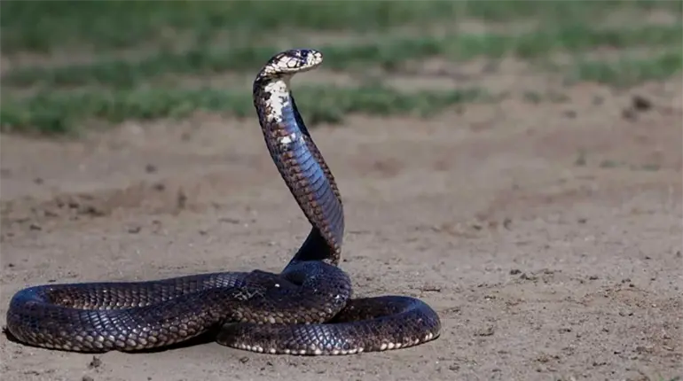 UNAM desarrolla antídoto contra mordeduras de las serpientes más letales de África