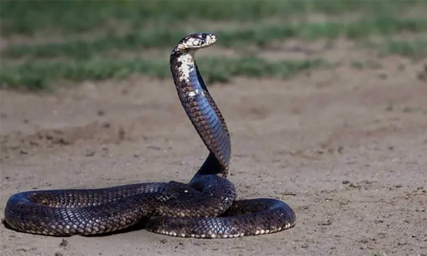 UNAM desarrolla antídoto contra mordeduras de las serpientes más letales de África