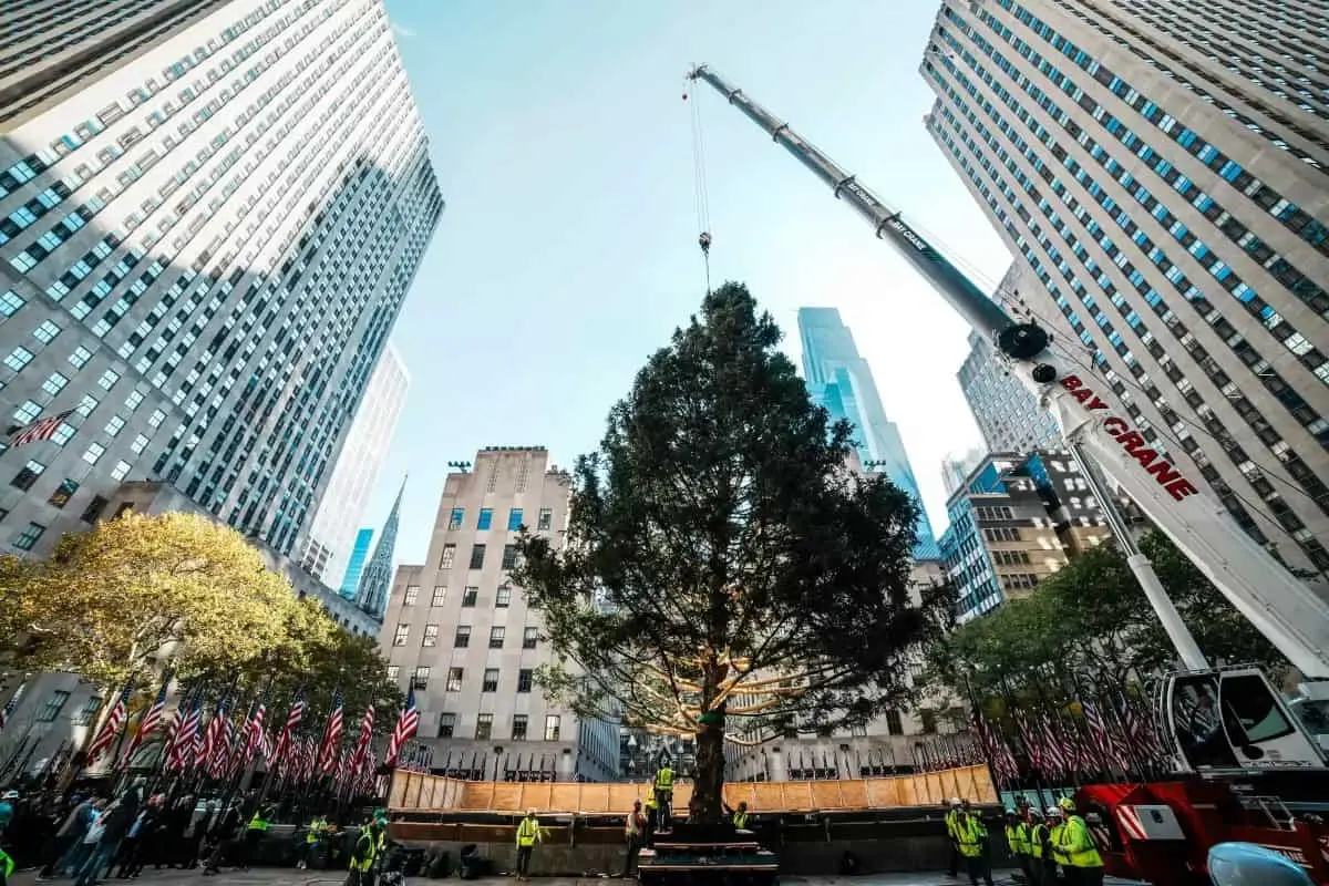 Llega el árbol de Navidad al Rockefeller Center en NY