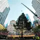 Llega el árbol de Navidad al Rockefeller Center en NY