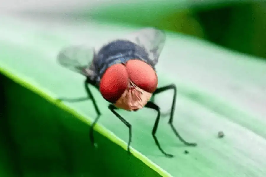 EE. UU. anuncia apertura de centro de dispersión de moscas estériles en Tampico