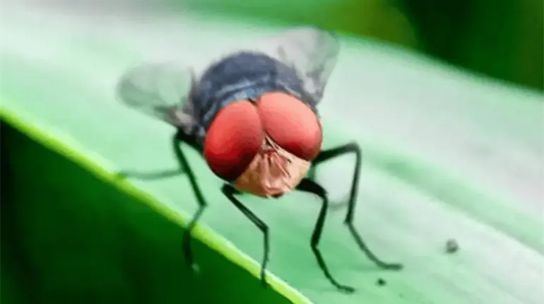 EE. UU. anuncia apertura de centro de dispersión de moscas estériles en Tampico