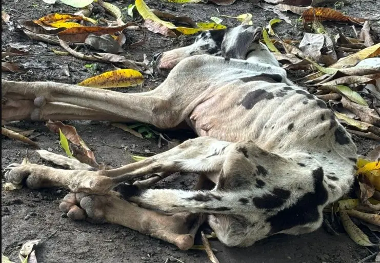 Pide Caninos 911 ayuda para localizar a dueños de perra Gran Danés abandonada en Nacajuca en estado crítico