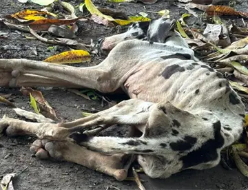 Pide Caninos 911 ayuda para localizar a dueños de perra Gran Danés abandonada en Nacajuca en estado crítico