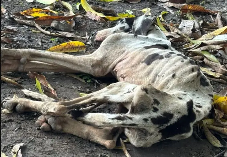 Pide Caninos 911 ayuda para localizar a dueños de perra Gran Danés abandonada en Nacajuca en estado crítico