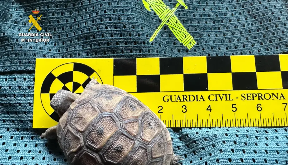 Aseguran en España 472 animales exóticos en falso refugio