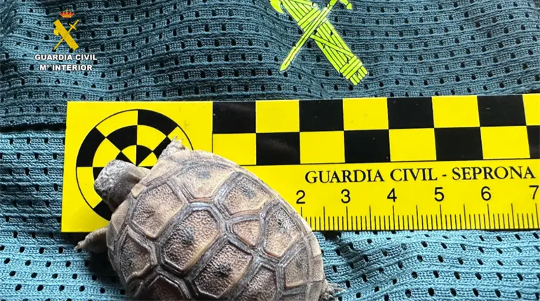 Aseguran en España 472 animales exóticos en falso refugio