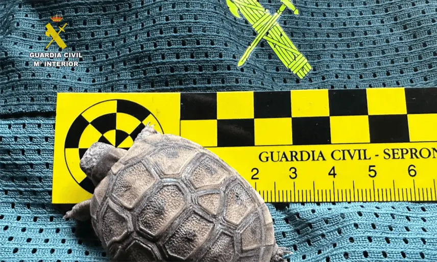 Aseguran en España 472 animales exóticos en falso refugio