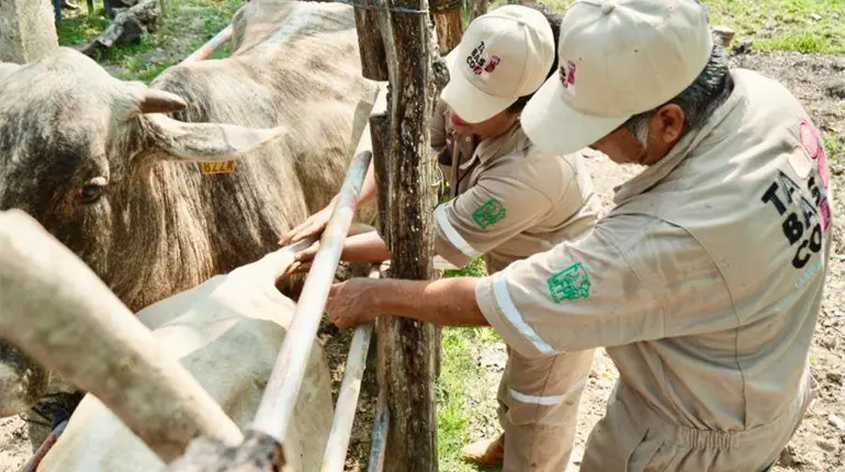 SEDAP convoca a veterinarios a fortalecer sanidad ganadera de Tabasco