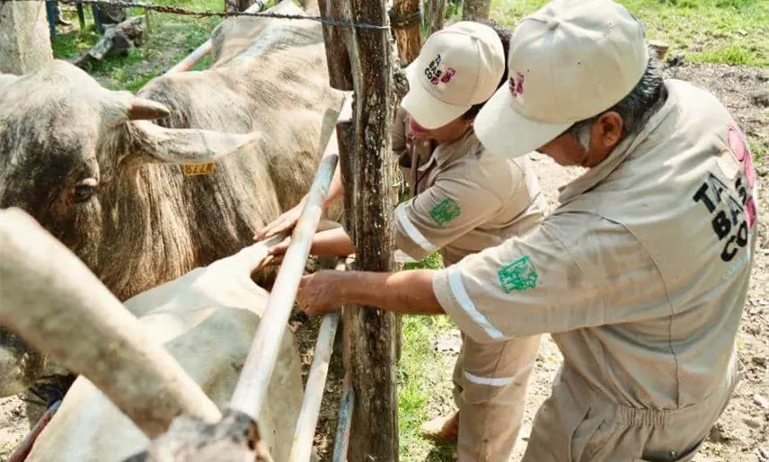 SEDAP convoca a veterinarios a fortalecer sanidad ganadera de Tabasco