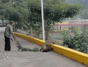 ¡No es IA! Abuelito ahuyenta cocodrilo con una rama