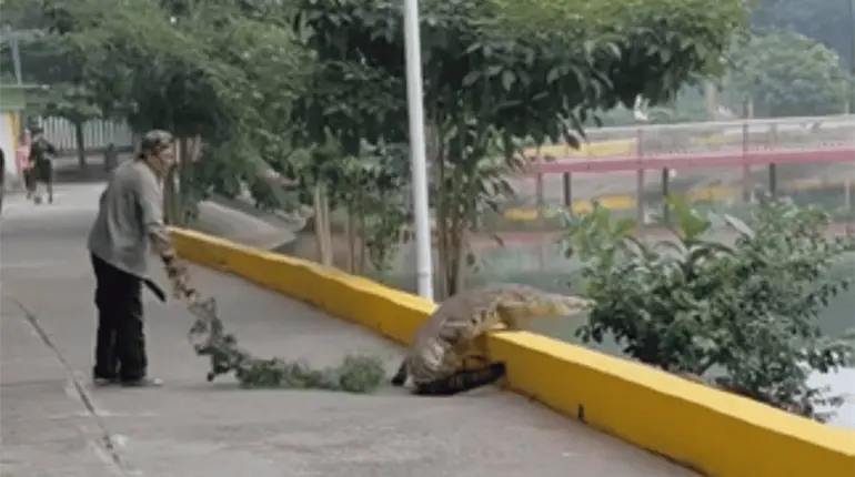 ¡No es IA! Abuelito ahuyenta cocodrilo con una rama