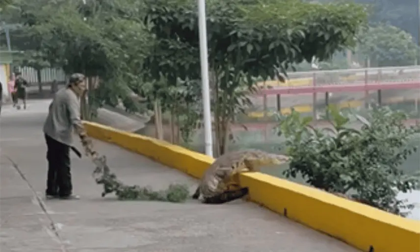 ¡No es IA! Abuelito ahuyenta cocodrilo con una rama