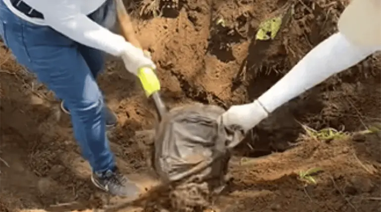 Colectivo de buscadores halla más de 400 bolsas con presuntos restos humanos en Jalisco