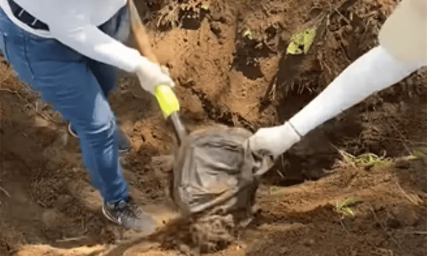 Colectivo de buscadores halla más de 400 bolsas con presuntos restos humanos en Jalisco