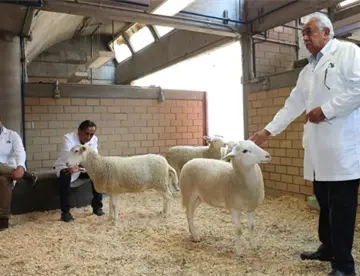 México se convierte en el 6to país en América Latina en lograr clonar un borrego