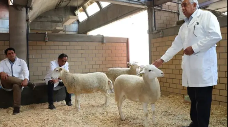 México se convierte en el 6to país en América Latina en lograr clonar un borrego