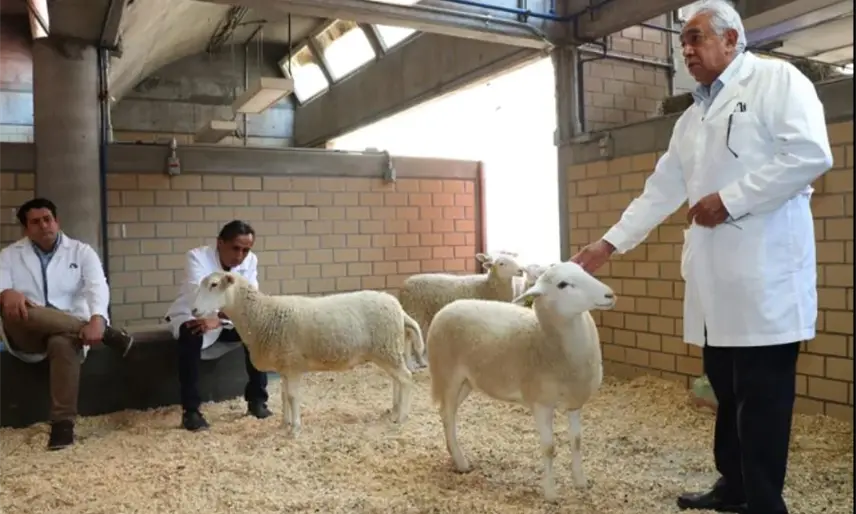 México se convierte en el 6to país en América Latina en lograr clonar un borrego