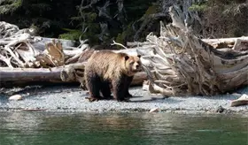 Oso ataca a grupo escolar y deja 11 heridos en Canadá