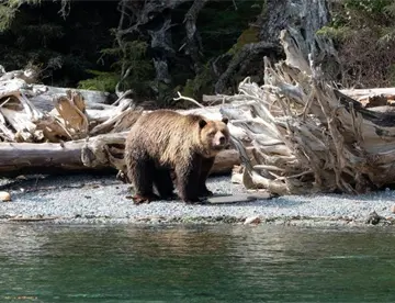 Oso ataca a grupo escolar y deja 11 heridos en Canadá