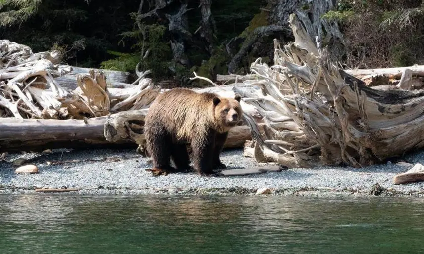 Oso ataca a grupo escolar y deja 11 heridos en Canadá