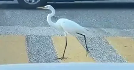 Garza es captada cruzando por líneas peatonales en Villahermosa