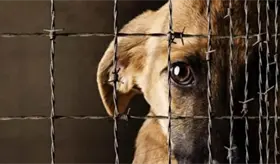 Maltrato animal en Tabasco se castigará con hasta 7 años de prisión