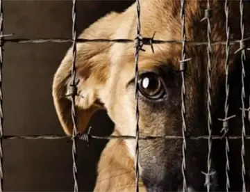 Maltrato animal en Tabasco se castigará con hasta 7 años de prisión