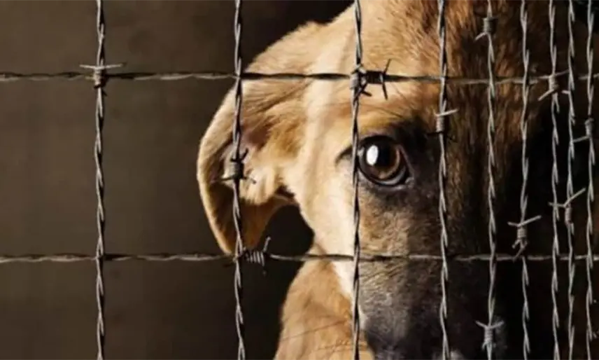 Maltrato animal en Tabasco se castigará ahora con hasta 7 años de prisión