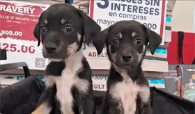 Caninos 911 celebra endurecimiento a penas contra maltrato animal