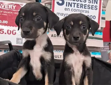 Caninos 911 celebra endurecimiento a penas contra maltrato animal