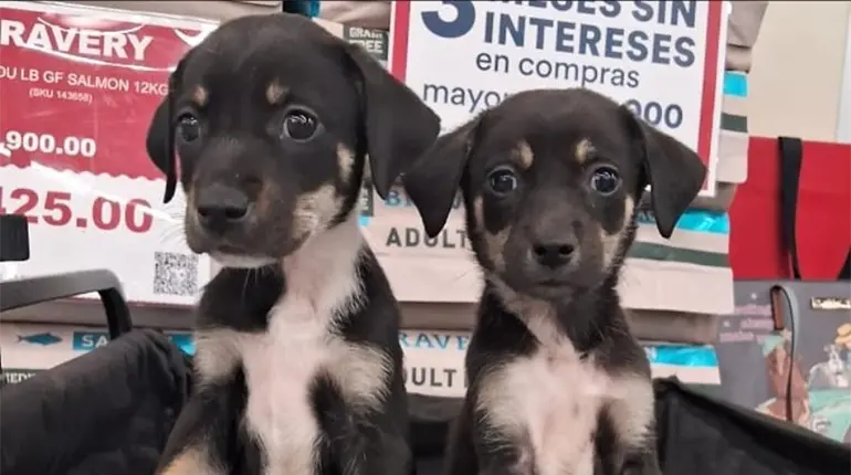 Caninos 911 celebra endurecimiento a penas contra maltrato animal