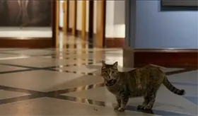 Piden ayuda para "Presicat" y felinos que vivían en Los Pinos