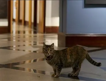 Piden ayuda para “Presicat” y felinos que vivían en Los Pinos