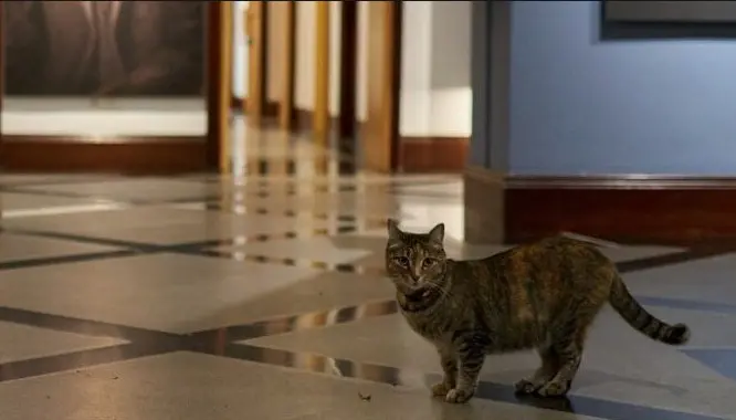 Piden ayuda para "Presicat" y felinos que vivían en Los Pinos