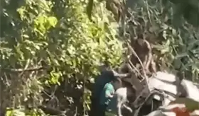 Automovilista termina fuera de la carretera en Boquerón; habría fallecido