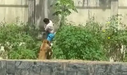 Muere tras invadir recinto de leona en zoológico de Brasil