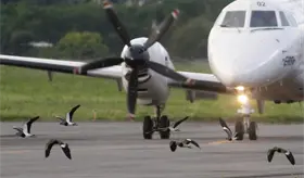 No se usan aves en el servicio de control de fauna: Administración del aeropuerto de Villahermosa