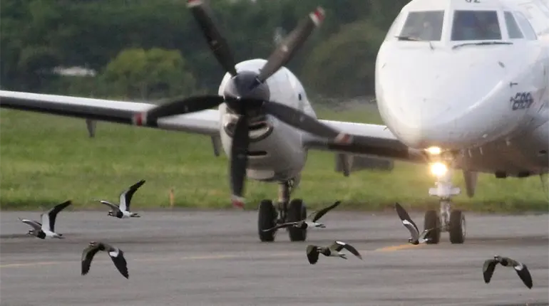 No se usan aves en el servicio de control de fauna: Administración del aeropuerto de Villahermosa