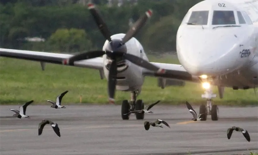 No se usan aves en el servicio de control de fauna: Administración del aeropuerto de Villahermosa