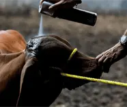 Gusano barrenador, dispara 1000% costos por movilizaci&oacute;n de ganado: Ganaderos de Centro