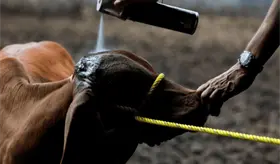 México activa plan de emergencia para atender la plaga por gusano barrenador