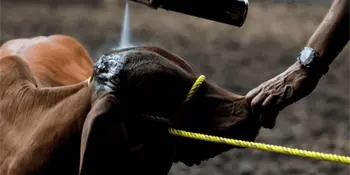 Gusano barrenador, dispara 1000% costos por movilizaci&oacute;n de ganado: Ganaderos de Centro