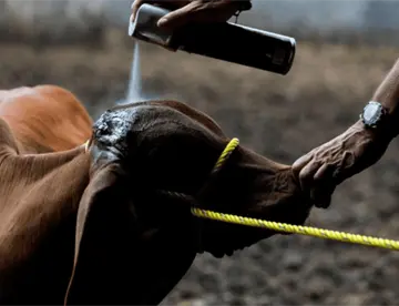 México activa plan de emergencia para atender la plaga por gusano barrenador