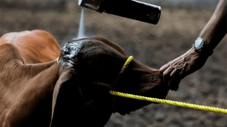 México activa plan de emergencia para atender la plaga por gusano barrenador