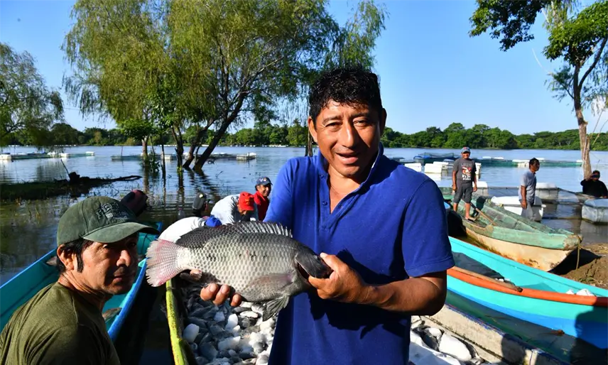 Productores de Jonuta ya vendieron 95% de su primera cosecha de pescado: Subsecretaría de pesca