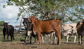 Pese a complicaciones, ganadera de Centro cerrar&aacute; 2025 con incremento de 30% en comercializaci&oacute;n